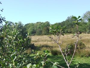 Whitchurch Down